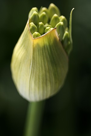 Green Agapanthus Bud